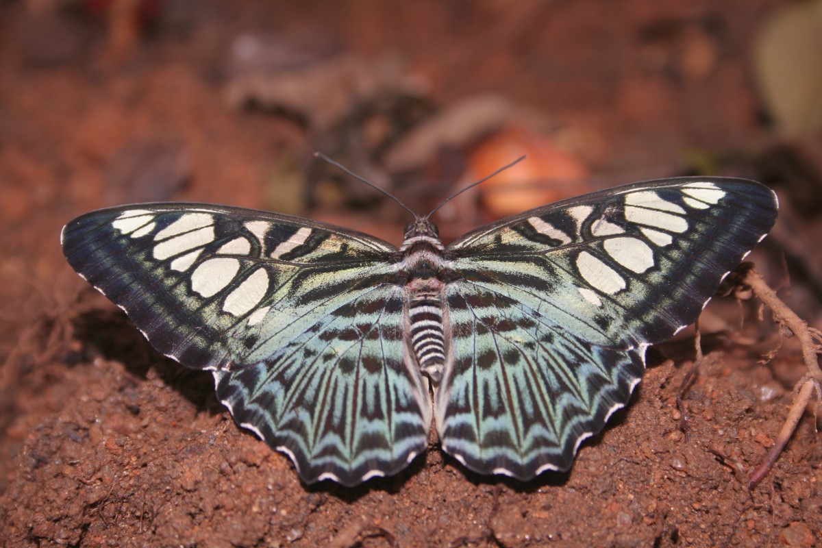 Parthenos sylvia Moore, 1877